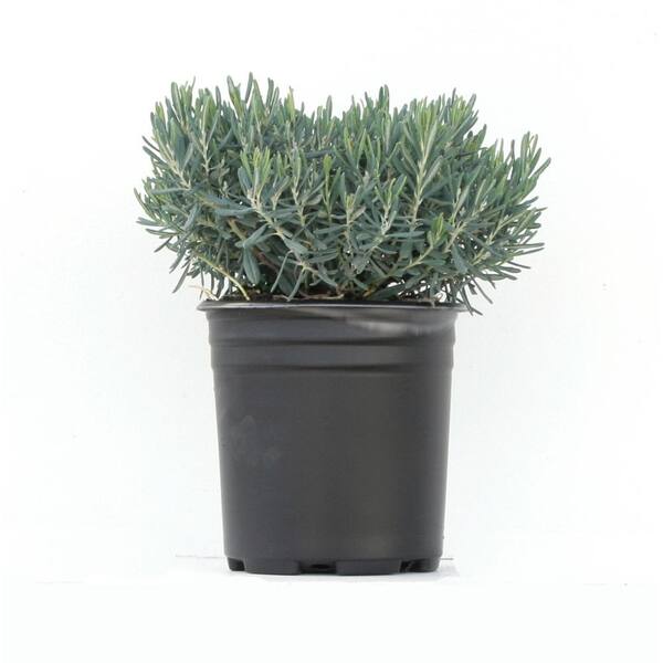 1.5 Gal. Bog Rosemary Andromeda Live Shrub with Pale Pink Flowers