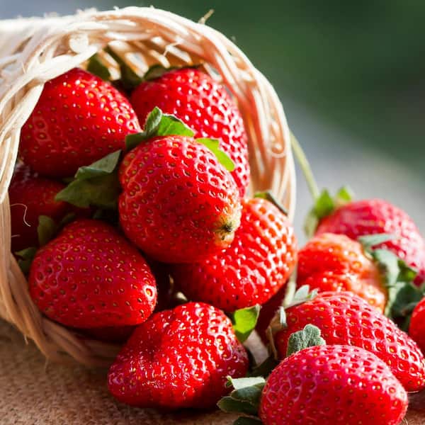 VAN ZYVERDEN Van Zyverden Everbearing Strawberries Fort Laramie 20-Plant Roots