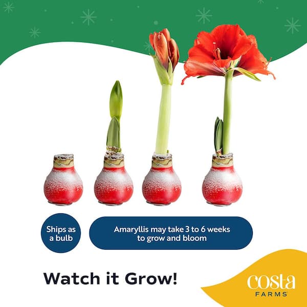 Costa Farms Blooming Holiday Amaryllis Bulb in 4 in. Red Snow