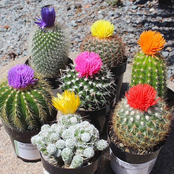 SMART PLANET 2.5 in. Cactus with Faux Flower Plant Collection (4