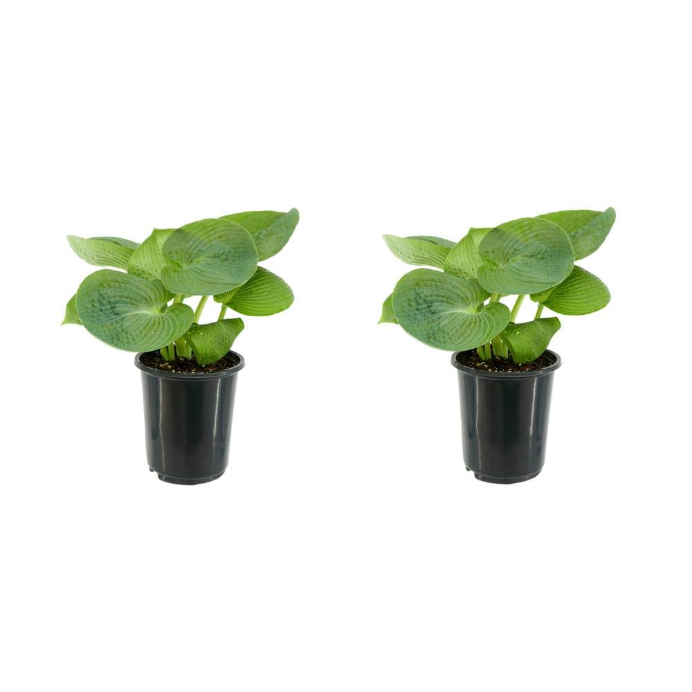 2.5 Qt. Hosta Blue Angel Perennial (2-Pack)