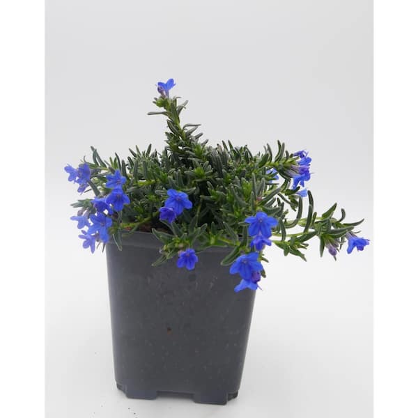 BELL NURSERY 1 Qt. Blue Lithodora Live Flowering Perennial Plant (4-Pack)