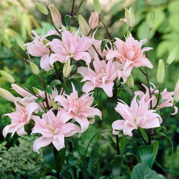 Garden State Bulb 14 cm/16 cm, Double Elodie Asiatic Lily Flower