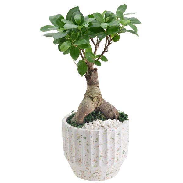 Arcadia Garden in. Ficus Products LV54 Home Bonsai Splash - Speckled Depot Ginseng 5 Planter White Ceramic The Round