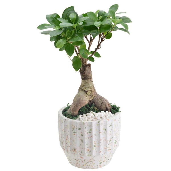 Decorative Semi shade Ficus Bonsai tree, For Outdoor at best price