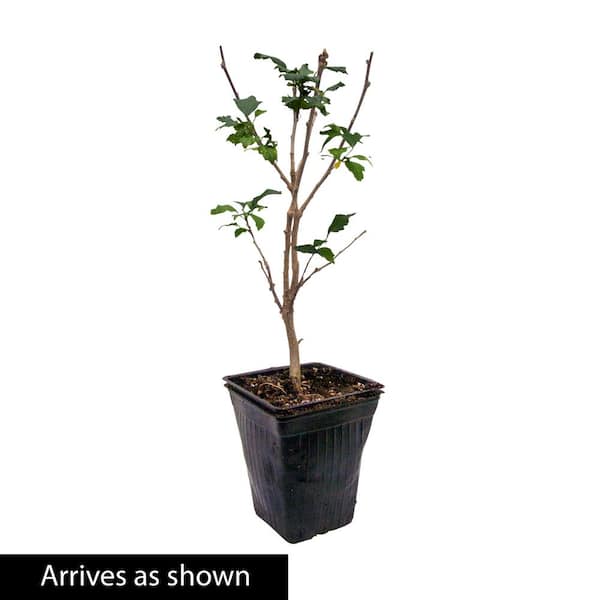 4 In. Pot Bluebird Blue Flowering Althea Rose of Sharon Shrub, Potted Stater Plant (1-Pack)