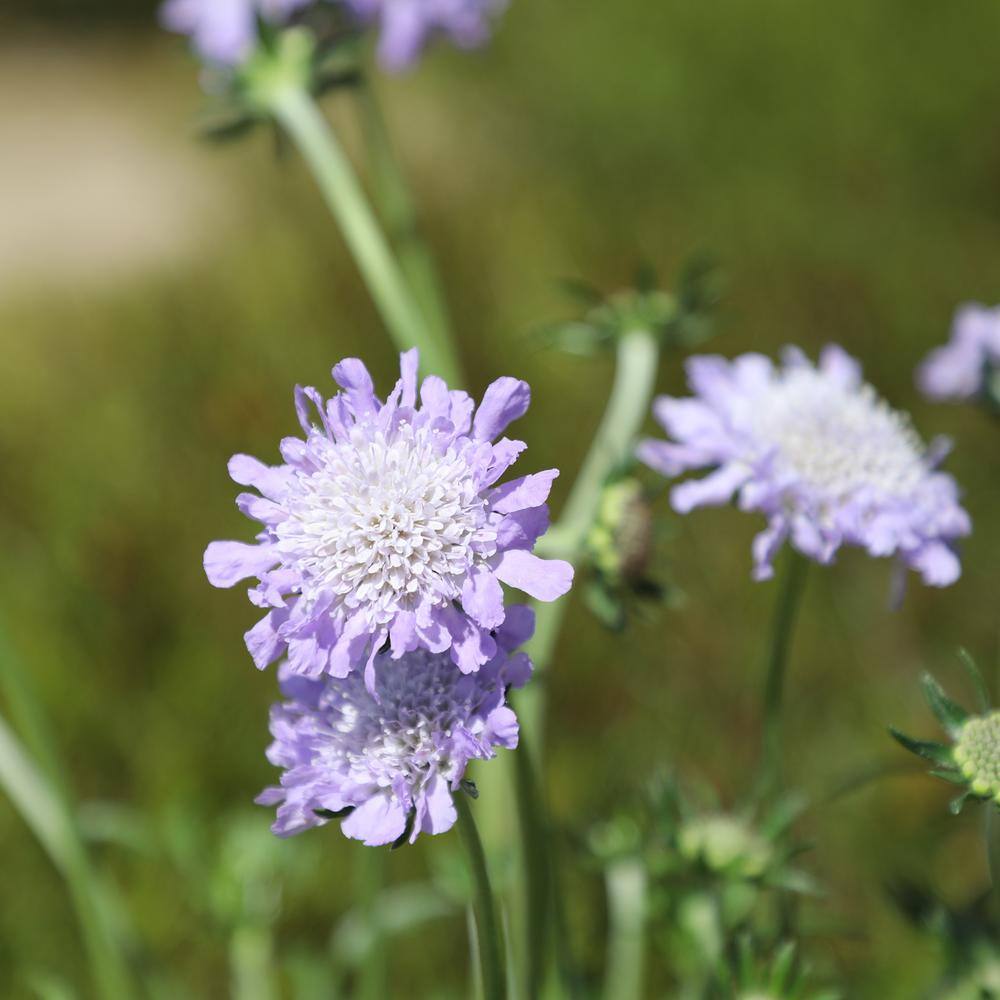 Butterfly Blue Scabiosa Flower in Black Container