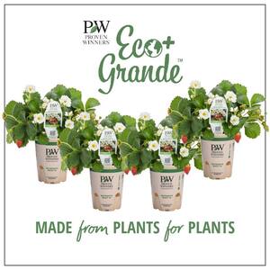 4.25 in. Eco+Grande, BerriedTreasure White Strawberry (Fragaria) Live Plant, White Flowers&Red Strawberries (4-Pack)