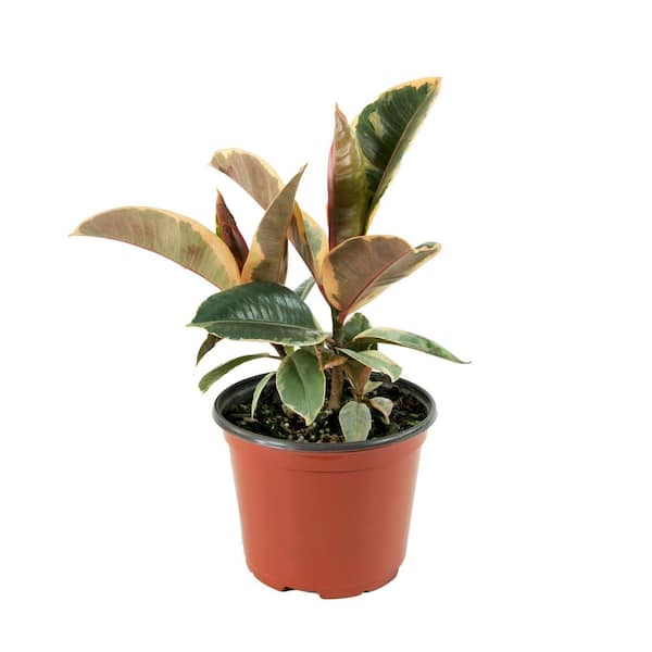 national PLANT NETWORK 6 in. Tineke Ficus Plant