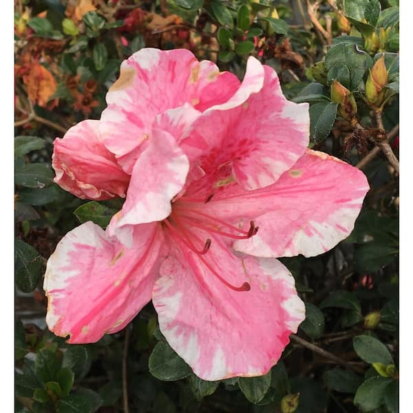 Onlineplantcenter 10 In Conversation Piece Azalea Shrub With Pink White Flowers A3098g3 The Home Depot