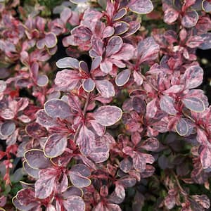 2.5 Qt. Rose Glow Barberry Shrub with Mottled Red and White-Pink Foliage