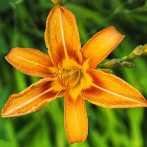 1 Gal. Hemerocallis Orange Daylily Plant