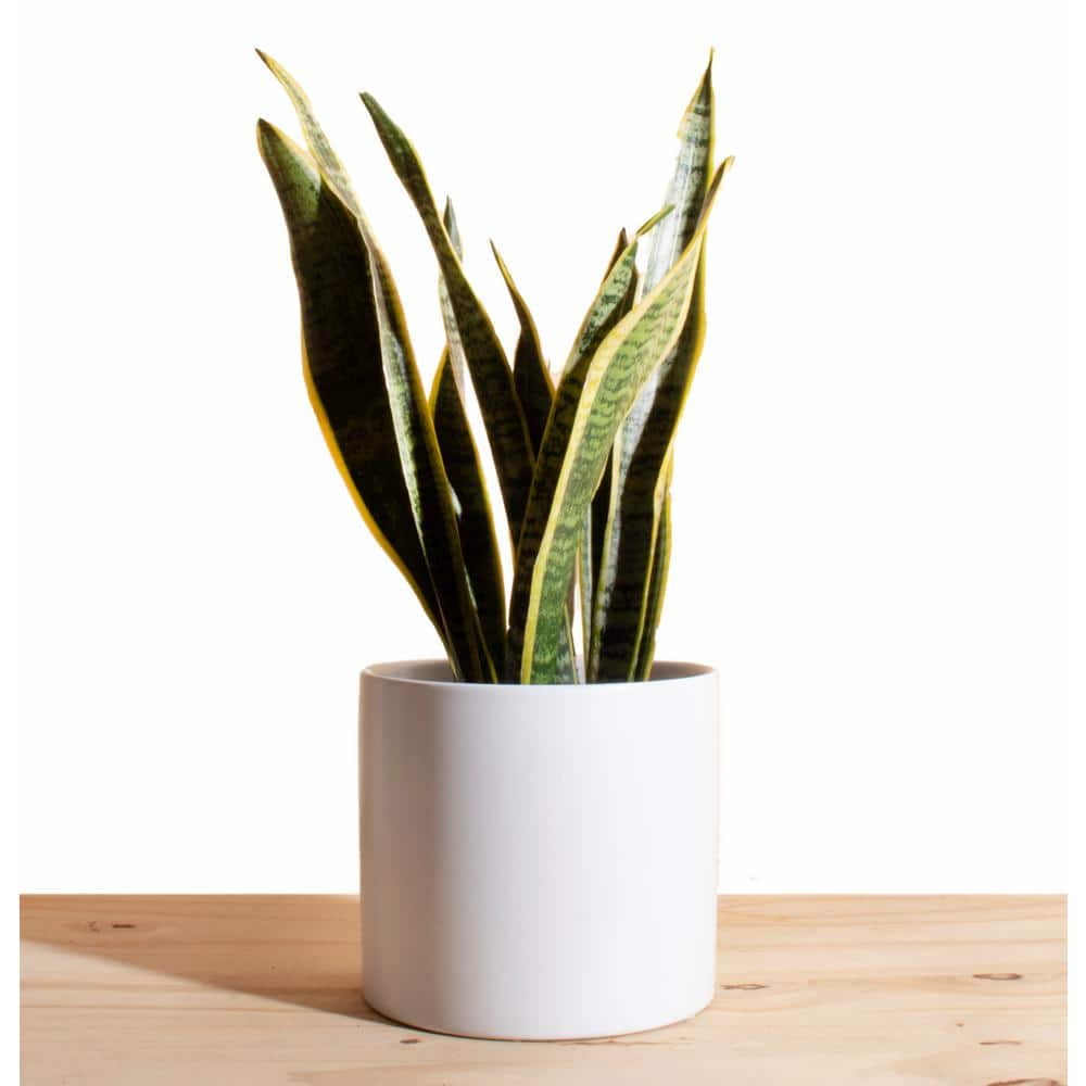 Shop Succulents Snake Plant in 6 in. Modern Ceramic White Planter Pot 1 ...