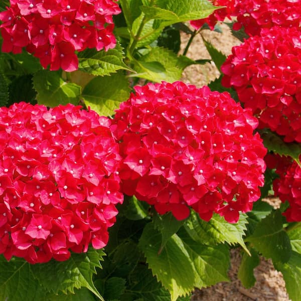 national PLANT NETWORK 4 in. Red Beauty Hydrangea Shrub with Red
