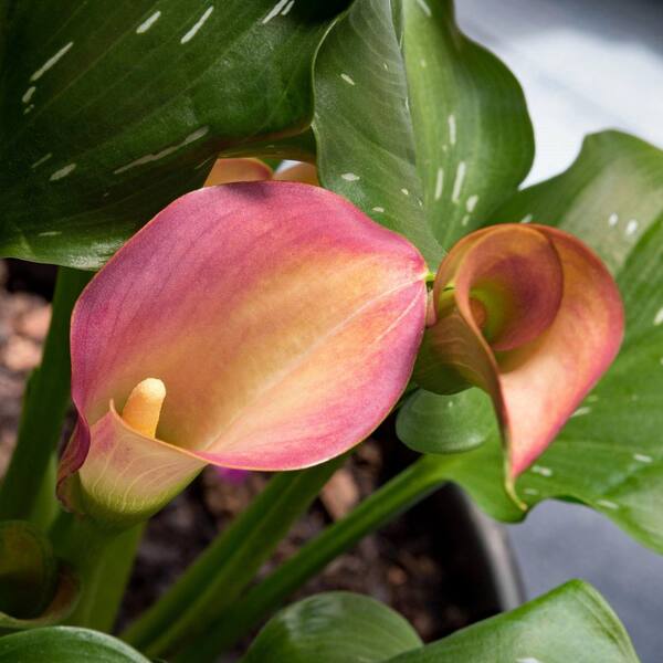 national PLANT NETWORK Calla Lily Qatar Bulb (3-Pack) HD2620 - The