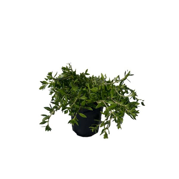 Zeus & Ruta Gold Moss Stonecrop Plants Drought Tolerent Pet-Safe Spreading in Pots (5-Pack)