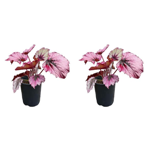2.5 qt. Rex Begonia Ruby Slippers Annual Plant with Pink Flowers-2 Pack