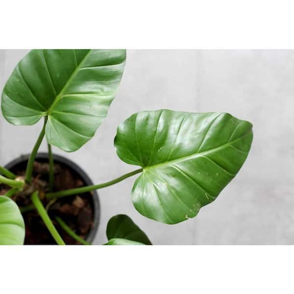 lights for plant growing 4 Tier Grow Light Garden Pro main image 0