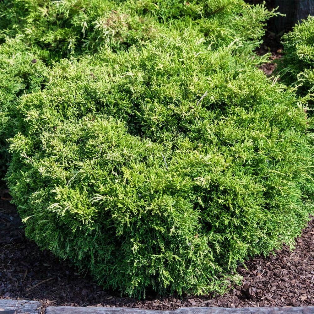 Gardens Alive! 2.25 Gal. Pot, Gold Pfitzer Spreading Juniper Shrub 