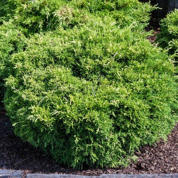 Gardens Alive! 2.25 Gal. Pot, Gold Pfitzer Spreading Juniper Shrub Potted Evergreen Plant (1-Pack)