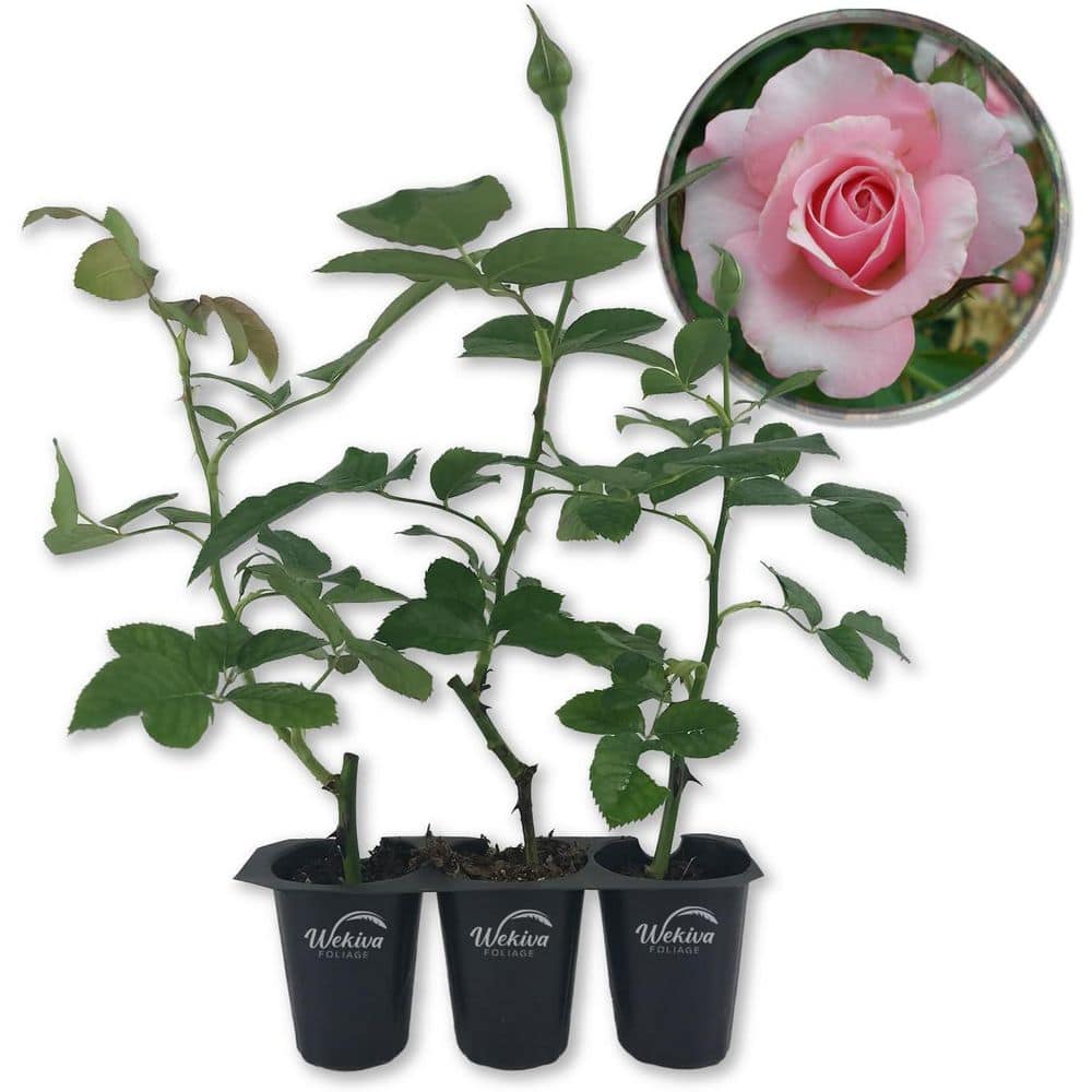 Our Lady of Guadalupe Rose Bush- 3 Live Starter Plants in 2 in. Pots-Beautifully Fragrant Heirloom Rose from Florida price history on PriceWatchPro