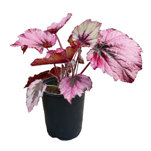 2.5 qt. Rex Begonia Ruby Slippers Annual Plant with Pink Flowers-1 Pack