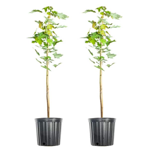 Unbranded 5 Gal. October Glory Maple Tree (2-Pack)