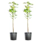 5 Gal. October Glory Maple Tree (2-Pack)