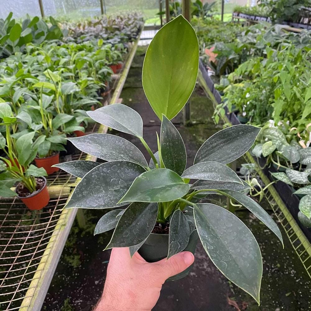 Philodendron Mia-Live Plant in a 4 in. Growers Pot-Philodendron 'Mia'-Houseplant from Florida price history on PriceWatchPro