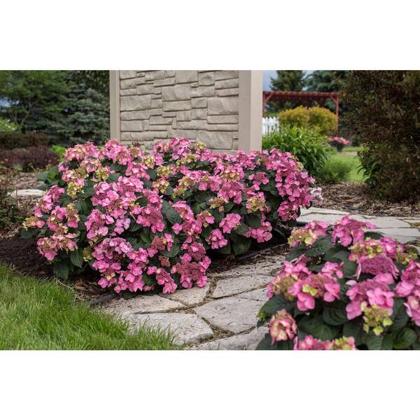 Endless Summer 1 Gal. Pop Star Reblooming Hydrangea
