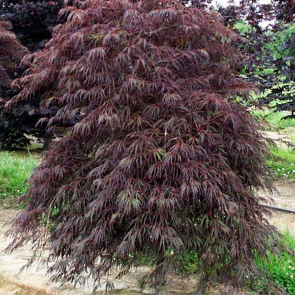 7 Gal. Tamukeyama Japanese Maple Ornamental Tree MAPJTA07G - The Home Depot