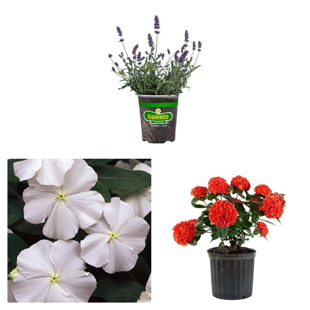 Costa Farms 1.25-Pint White Periwinkle Plant 1.25PTCARWH - The