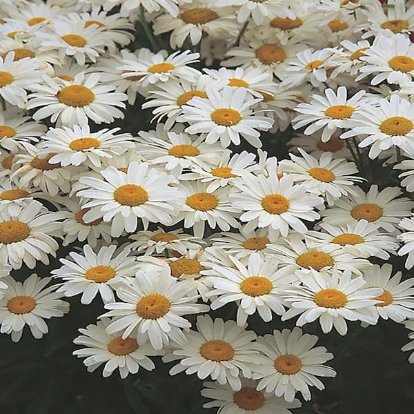 BELL NURSERY 1.15 Qt. Shasta Daisy Plant