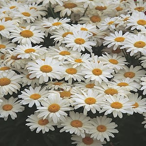 1 Gal. White and Cream Shasta Daisy Plant