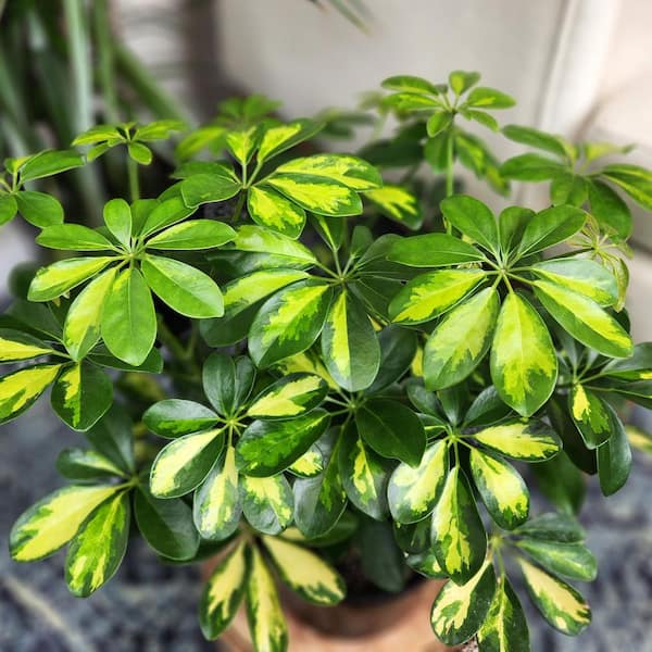 Schefflera in 8 inch Grower Pot, Air Purifying Live Plant, Grower's Choice Seasonal Selection