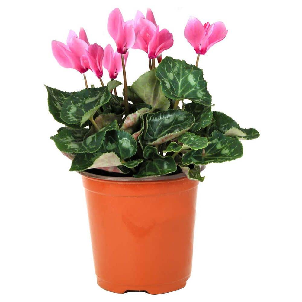ALTMAN PLANTS 1.71-Pint Pink Cyclamen Plant 31978 - The Home Depot