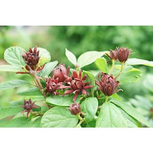 4.5 in. Qt. Simply Scentsational Aphrodite Sweetshrub (Calycanthus) Live Shrub, Red Flowers