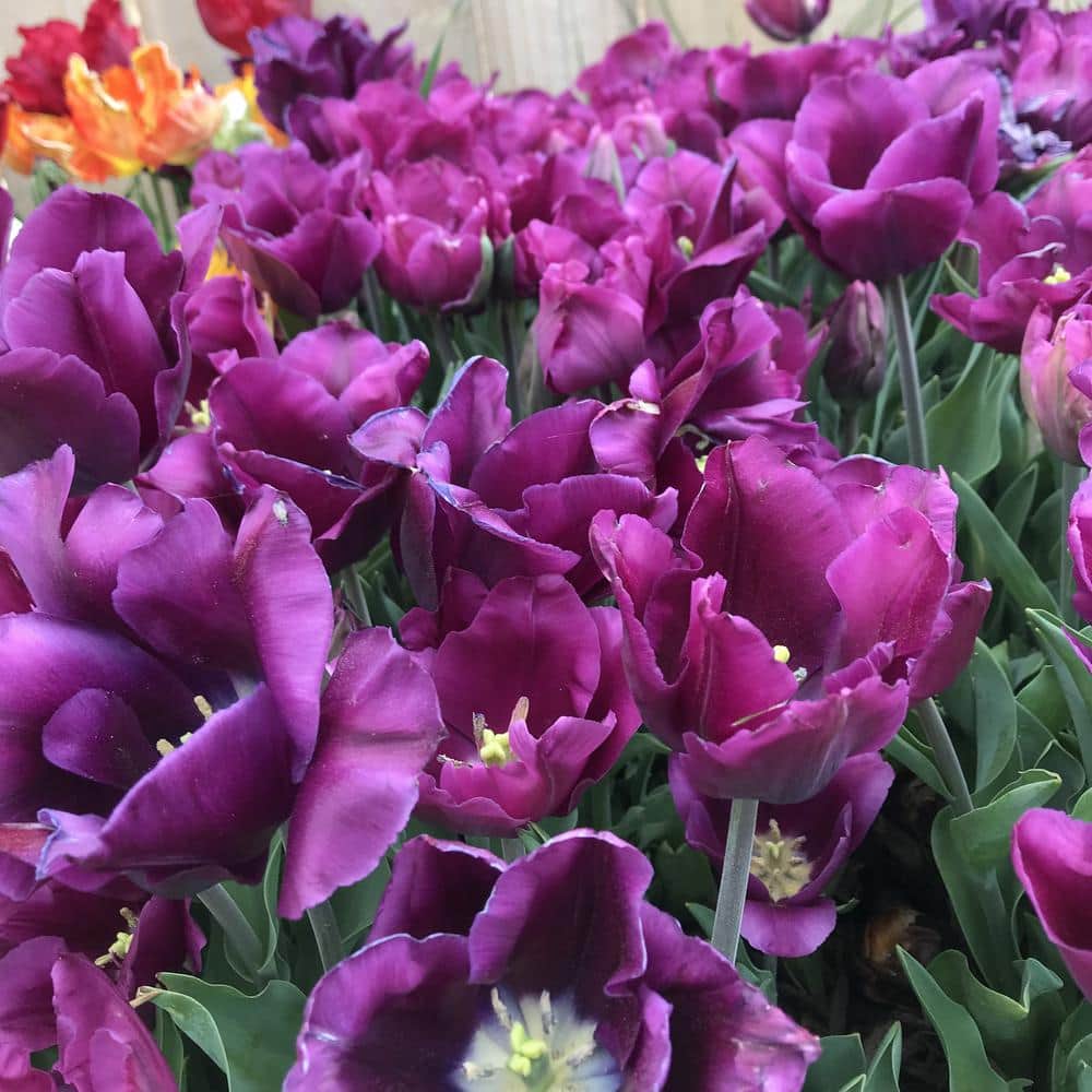 Purple Prince Tulip Plant Bulbs (25-Pack)