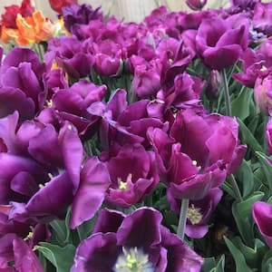 Purple Prince Tulip Plant Bulbs (25-Pack)