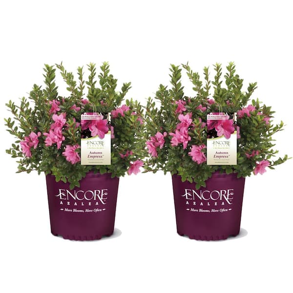 ENCORE AZALEA 1 Gal. Autumn Empress Azalea Shrub with Semi-Double Pink Flowers (2-pack)