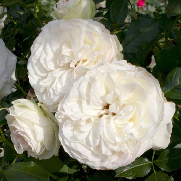 national PLANT NETWORK Bare Root Climbing Eden Rose White (2-Pack)