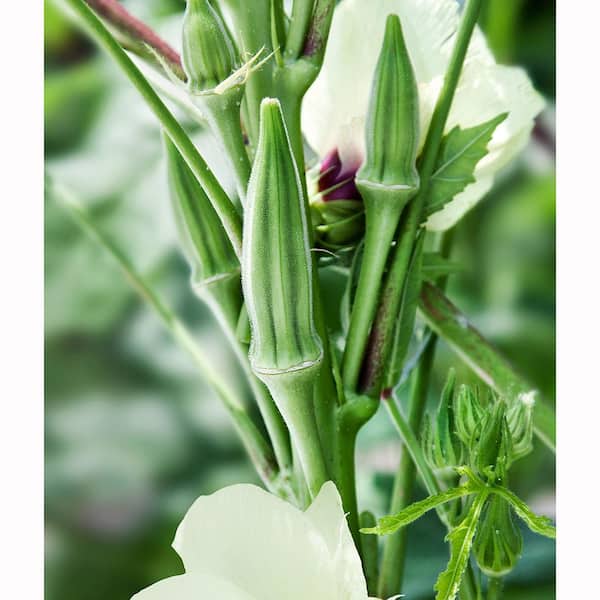 Bonnie Plants 11.8 oz. Okra-Clemson Spineless