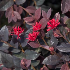 2.5 Qt. Red Diamond Midsize Loropetalum, Evergreen Shrub with Purple Foliage, Red Ribbon Blooms