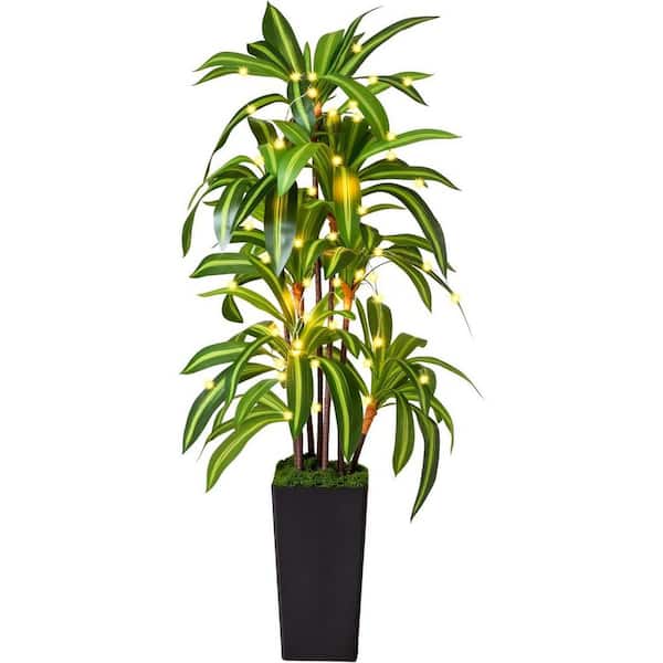 geigenfeige schatten Luna's Leaf Co. - Geigenfeige buschig – Ficus lyrata - 155 cm