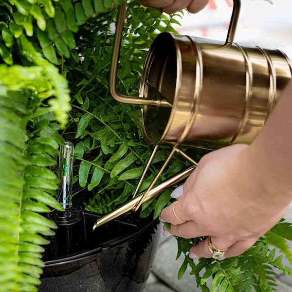 jade plant leaves ASSORTED JADE 4in main image 1