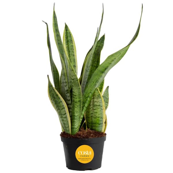 Grower's Choice Sansevieria Indoor Snake Plant in 6 in. Grower Pot, Avg. Shipping Height 1-2 ft. Tall