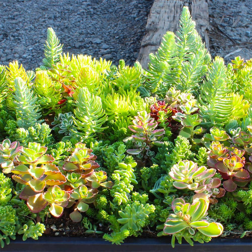 Multicolor Sedum Succulent Tray with Plastic Planter