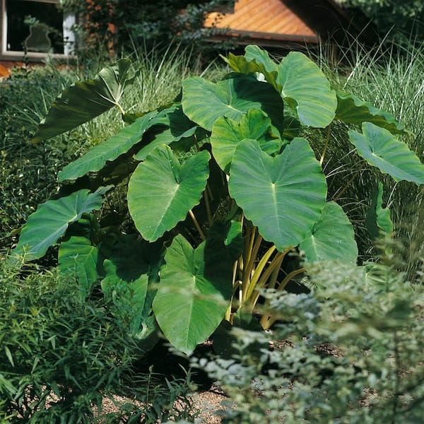 Garden State Bulb 7/9 in. Colocasia Esculenta Elephant Ear Bulbs (Bag of 10)