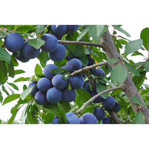 3 ft. Italian Semi Dwarf Plum Tree with Excellent Fresh Eating Purple Fruit