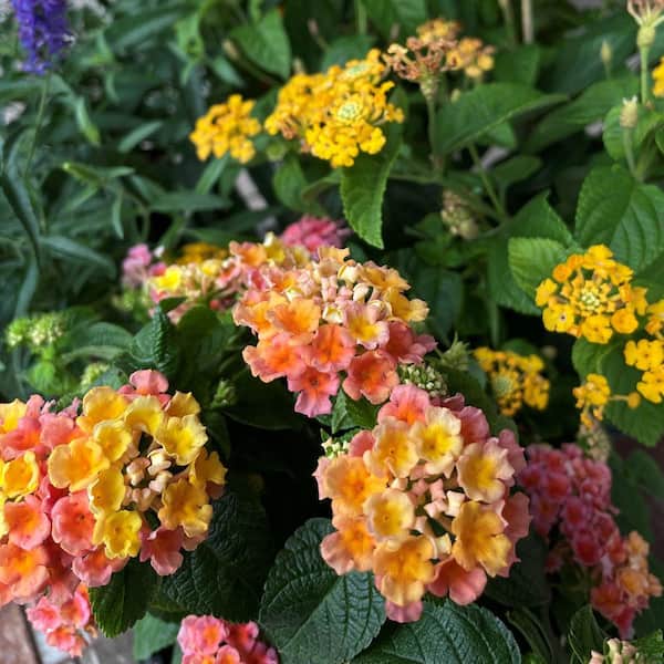 2.5 Qt. Little Lucky Peach Glow Lantana, Live Perennial Plant, Orange-peach to Yellow Bloom Clusters